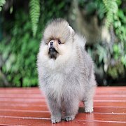 Hero's pom เด็กชายปอมเมอเรเนียน น่ารัก ขนแน่น อายุ 2 เดือน สอนการเลี้ยงฟรี สอบถา...