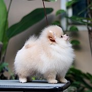 Hero's pom ปอมเมอเรเนียน น่ารัก ขนแน่น อายุ 2 เดือน พร้อมย้ายบ้าน สอนการเลี้ยงฟร...