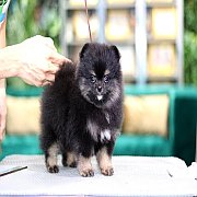 Hero's pom ปอมเมอเรเนียน น่ารัก ขนแน่น อายุ 2 เดือน พร้อมย้ายบ้าน สอนการเลี้ยงฟร...