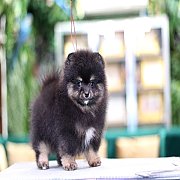 Hero's pom จำหน่ายปอมเมอเรเนียน น่ารัก ตัวจิ๋ว อายุ 2 เดือน สอนการเลี้ยงฟรี สอบถ...