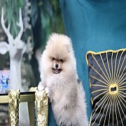 Hero's pom จำหน่ายปอมเมอเรเนียน น่ารัก ขนแน่น อายุ 2 เดือน สอนการเลี้ยงฟรี สอบถา...