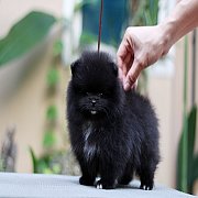 Hero's pom จำหน่ายปอมเมอเรเนียน น่ารัก ขนแน่น อายุ 2 เดือน สอนการเลี้ยงฟรี สอบถา...