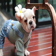 ขายลูกเฟรนช์บลูด็อก อายุ 2 เดือน สายเลือดเยี่ยม หน้าสั้น โครงสร้างดี หุ่นล้ำ สอบ...