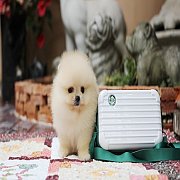 Hero's pom ปอมเมอเรเนียน เพศผู้ ขนแน่น อายุ 2 เดือน พร้อมย้ายบ้าน สอนการเลี้ยงฟร...