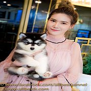 ฟาร์มใหญ่ไซบีเรียนไฮเอน มีให้เลือกมากที่สุดต้องที่Allbest