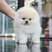 ขายลูกปอมเมอเรเนียน น่ารัก เพศผู้ อายุ 2 เดือน พร้อมย้ายบ้าน สอนการเลี้ยงฟรี สอบ...