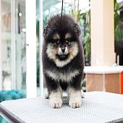 Hero's pom ปอมเมอเรเนียน เพศเมีย น่ารัก อายุ2 เดือน พร้อมย้ายบ้าน สอนการเลี้ยงฟร...