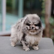 ขายลูกปอมเมอเรเนียน สายเลือดดี สีแบล็คแทน เพศผู้ อายุ 2 เดือน มีใบพ็ดดีกรีเต็มใบ...