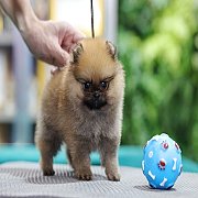 ขายลูกปอมเมอเรเนียนแท้ เพศผู้ สีส้ม หน้าสั้น หุ่นสวย สอบถาม 0834655365 