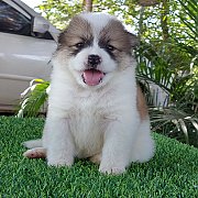 หาบ้านให้ลูกสาวสีขาว-น้ำตาล โครงสร้างใหญ่ สายเลือดแชมป์ คอกมิตรแท้)มีใบเพ็ด  สนใ...