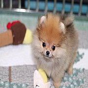 Hero’s Pom ปอมเมอเรเนียนแท้ สายเลือดดี หน้าสั้น ทรงสวย ขนฟู เกรดเลี้ยงเล่น เพศเม...