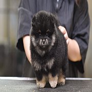 FYPOM ขายน้องปอม เพศผู้ สี Black Tan หน้าตาน่ารัก โครงสร้างดี ขนแน่น 2 ชั้น สุขภ...