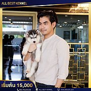 ไซบีเรียนเกรดไฮเอน Allbest kennel ครบจบที่เดียว