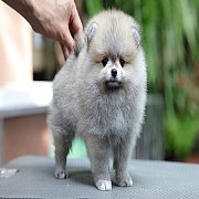 ขายลูกปอมเมอเรเนียน น่ารักเพศเมีย อายุ 2 เดือน พร้อมย้ายบ้าน สอนการเลี้ยงฟรี สอบ...