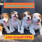 +++ แจ็ครัสเซลบ้านลพบุรี รับปรึกษาตลอดการเลี้ยงดูแและให้คำแนะนำแจ็ครัสเซล+++