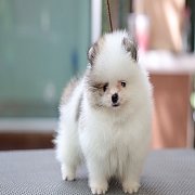 อายุขายลูกปอมเมอเรเนียน  เพศผู้ น่ารัก 2 เดือน พร้อมย้ายบ้าน สอนการเลี้ยงฟรี สอบ...