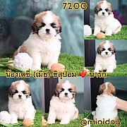 ชิสุผสมปอม 