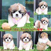 ชิสุผสมปอม 