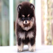 ขายลูกปอมเมอเรเนียน น่ารัก เพศผู้ อายุ 2 เดือน พร้อมย้ายบ้าน สอนการเลี้ยงฟรี สอบ...