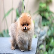 ขายลูกปอมเมอเรเนียน น่ารัก เพศผู้ อายุ 2 เดือน พร้อมย้ายบ้าน สอนการเลี้ยงฟรี สอบ...