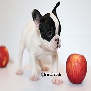 Hero's French Bulldog   จำหน่ายสุนัขพันธุ์ เฟรนซ์บลูด็อก สายพันธุ์แท้ french bul...