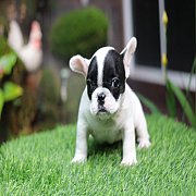 Hero's French Bulldog   จำหน่ายสุนัขพันธุ์ เฟรนซ์บลูด็อก สายพันธุ์แท้ french bul...