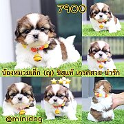 ชิสุแท้ เกรดสวย 