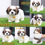 ชิสุแท้ เกรดสวย 