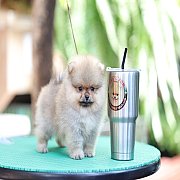 ขายลูกปอมเมอเรเนียน น่ารัก เพศผู้ อายุ 2 เดือน พร้อมย้ายบ้าน สอนการเลี้ยงฟรี สอบ...