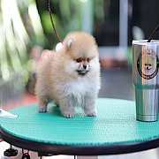 ขายลูกปอมเมอเรเนียน น่ารัก เพศเมีย อายุ 2เดือน พร้อมย้ายบ้าน สอนการเลี้ยงฟรี สอบ...