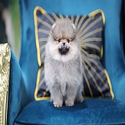 ขายลูกปอมเมอเรเนียน น่ารัก เพศเมีย อายุ 2เดือน พร้อมย้ายบ้าน สอนการเลี้ยงฟรี สอบ...