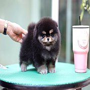 ขายลูกปอมเมอเรเนียน น่ารัก เพศผู้ อายุ 2 เดือน พร้อมย้ายบ้าน สอนการเลี้ยงฟรี สอบ...