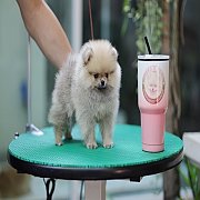 ขายลูกปอมเมอเรเนียน น่ารัก เพศเมีย อายุ 2เดือน พร้อมย้ายบ้าน สอนการเลี้ยงฟรี สอบ...