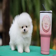 ขายลูกปอมเมอเรเนียน น่ารัก เพศเมีย อายุ 2เดือน พร้อมย้ายบ้าน สอนการเลี้ยงฟรี สอบ...