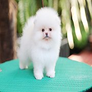 ขายลูกปอมเมอเรเนียน น่ารัก เพศผู้ อายุ 2 เดือน พร้อมย้ายบ้าน สอนการเลี้ยงฟรี สอบ...