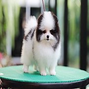 ขายลูกปอมเมอเรเนียน น่ารัก เพศเมีย อายุ 2เดือน พร้อมย้ายบ้าน สอนการเลี้ยงฟรี สอบ...