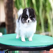 ขายลูกปอมเมอเรเนียน น่ารัก เพศเมีย อายุ 2เดือน พร้อมย้ายบ้าน สอนการเลี้ยงฟรี สอบ...