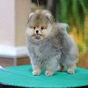 ขายลูกปอมเมอเรเนียน น่ารัก เพศผู้ อายุ 2 เดือน พร้อมย้ายบ้าน สอนการเลี้ยงฟรี สอบ...