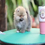 ขายลูกปอมเมอเรเนียน น่ารัก เพศเมีย อายุ 2เดือน พร้อมย้ายบ้าน สอนการเลี้ยงฟรี สอบ...