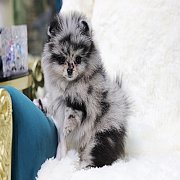 ขายลูกปอมเมอเรเนียน น่ารัก เพศผู้ อายุ 2 เดือน พร้อมย้ายบ้าน สอนการเลี้ยงฟรี สอบ...