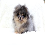 ขายลูกปอมเมอเรเนียน น่ารัก เพศผู้ อายุ 2 เดือน พร้อมย้ายบ้าน สอนการเลี้ยงฟรี สอบ...