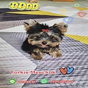 ได้บ้านใหม่แล้ว {ยอร์คกี้ มีโชค} ขายยอร์คเชียร์ไซร์เล็กๆๆ ขนแน่นเป็นซิล หน้าหวาน...