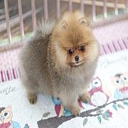 ขายลูกปอมเมอเรเนียน น่ารัก เพศเมีย อายุ 2เดือน พร้อมย้ายบ้าน สอนการเลี้ยงฟรี สอบ...