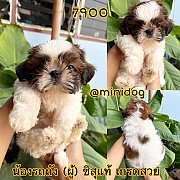 ชิสุแท้ เกรดสวย 