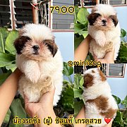 ชิสุแท้ เกรดสวย 