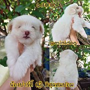 ชิสุผสมปอม 