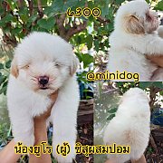 ชิสุผสมปอม 