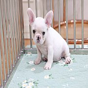 เฟรนช์บลูด็อก เพศผู้ สีครีม หน้าสั้น ใบหูสั้น ขี้เล่น ทรงสวย อายุ 2 ดือน เฟรนช์บ...