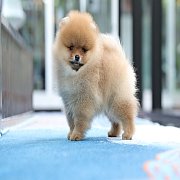 ขายลูกปอมเมอเรเนียน น่ารัก เพศเมีย อายุ 2เดือน พร้อมย้ายบ้าน สอนการเลี้ยงฟรี สอบ...