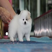 ขายลูกปอมเมอเรเนียน น่ารัก เพศผู้ อายุ 2 เดือน พร้อมย้ายบ้าน สอนการเลี้ยงฟรี สอบ...